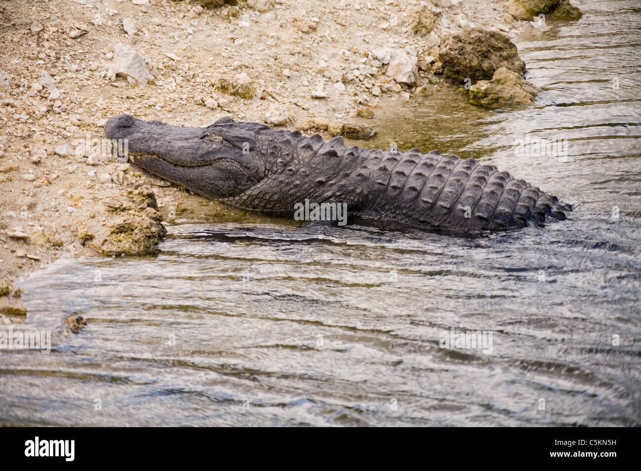 Alligator skin, Everglades National Park, FL Stock Photo