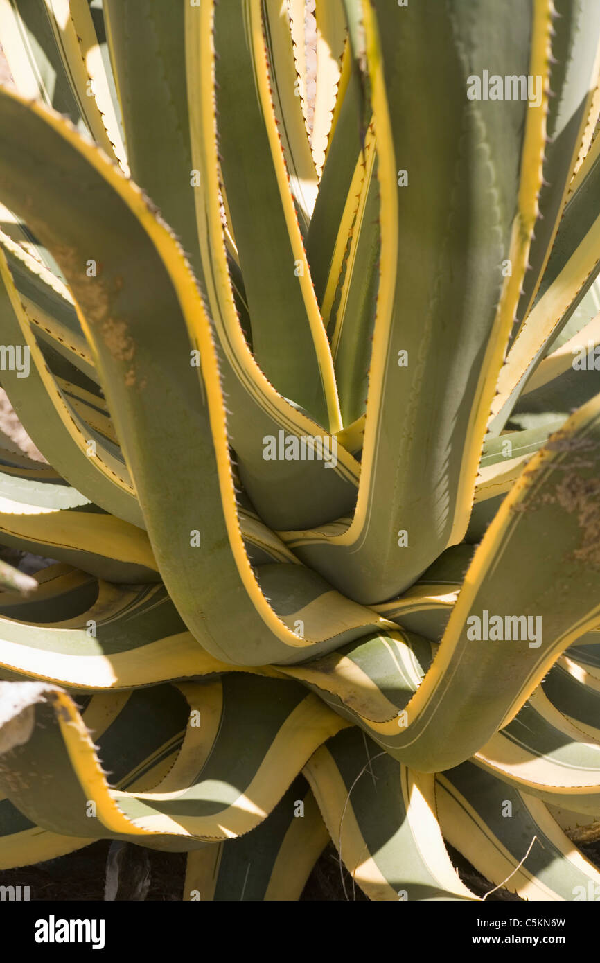 Planta de mexico hi-res stock photography and images - Alamy