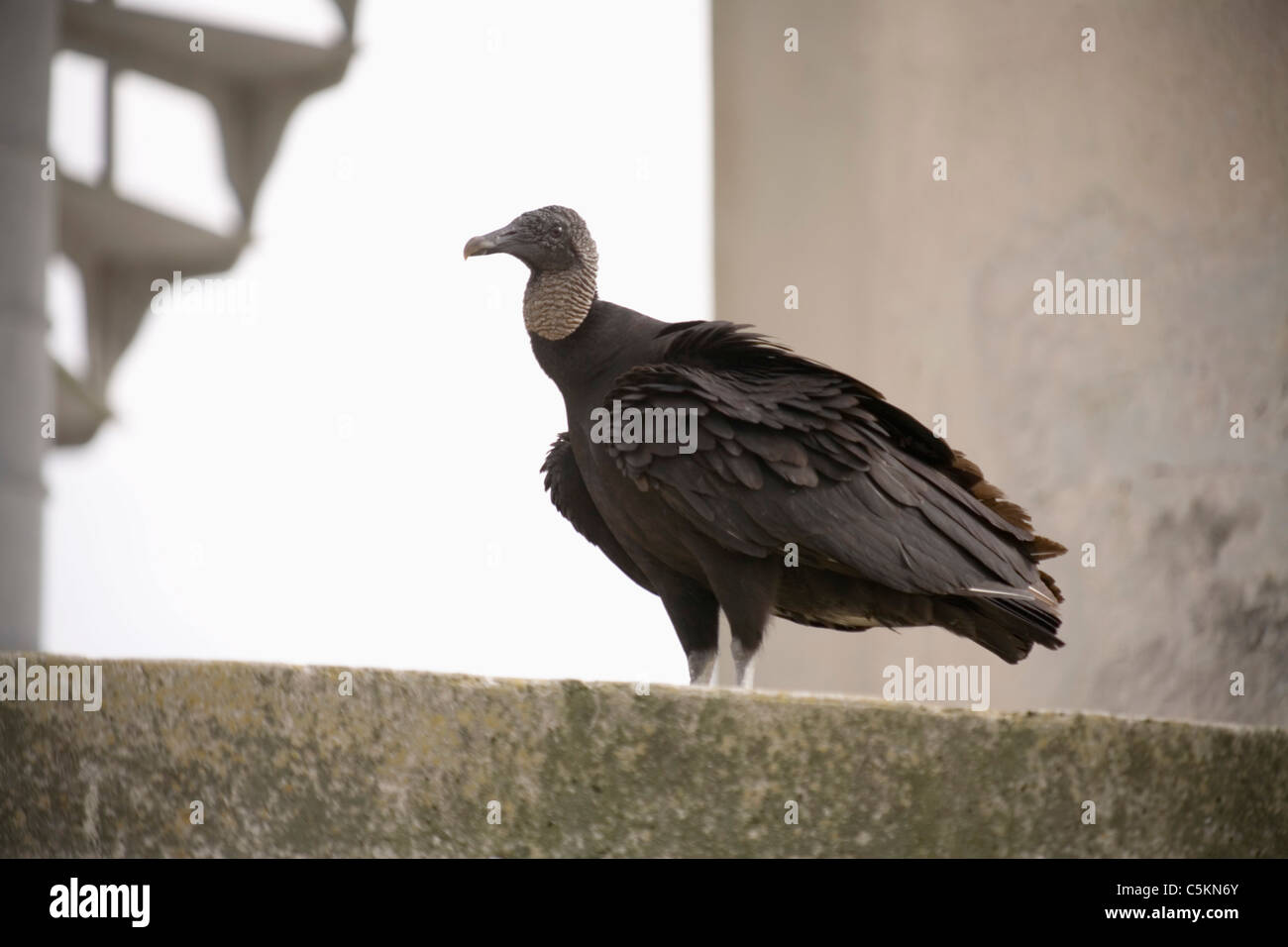 Black Vulture, Shark River Slough, Florida Everglades, FL Stock Photo