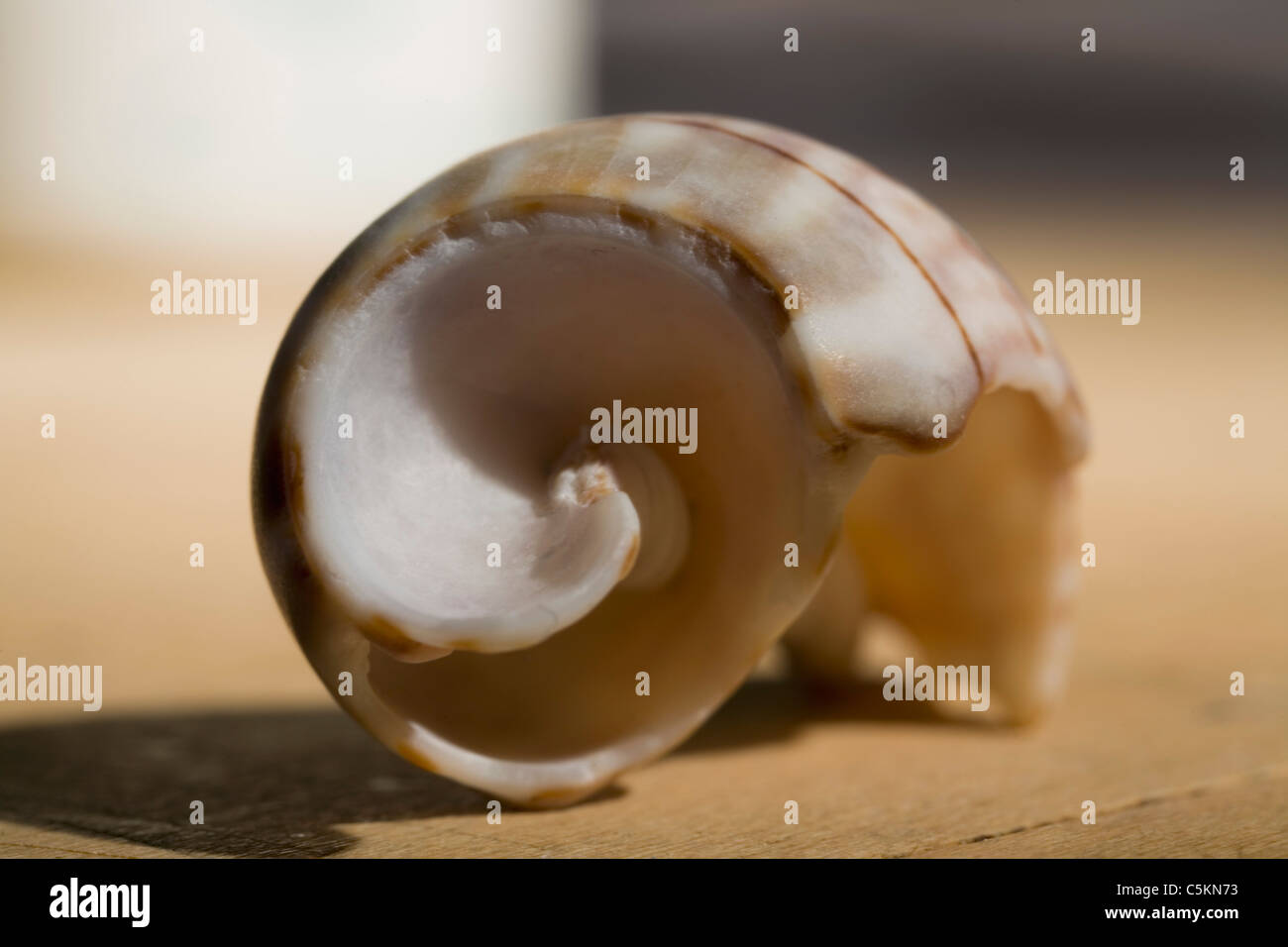 Close up image of snailâ€™s inner whorl and columella, apex removed Stock Photo