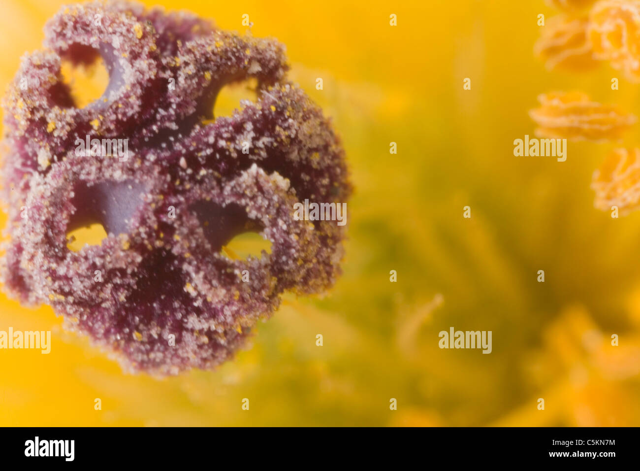 Argemone corymbosa or Argemone munita; Prickly Poppy; Death Valley, CA Stock Photo