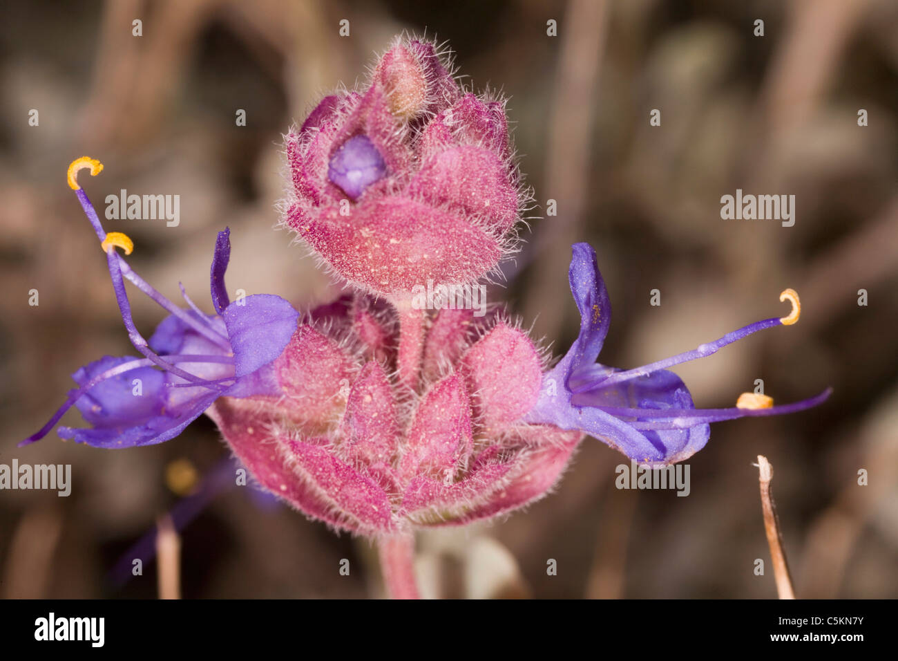 three blooms, Phacelia crenulata; Cleftleaf Wildheliotrope; Death Valley, CA Stock Photo