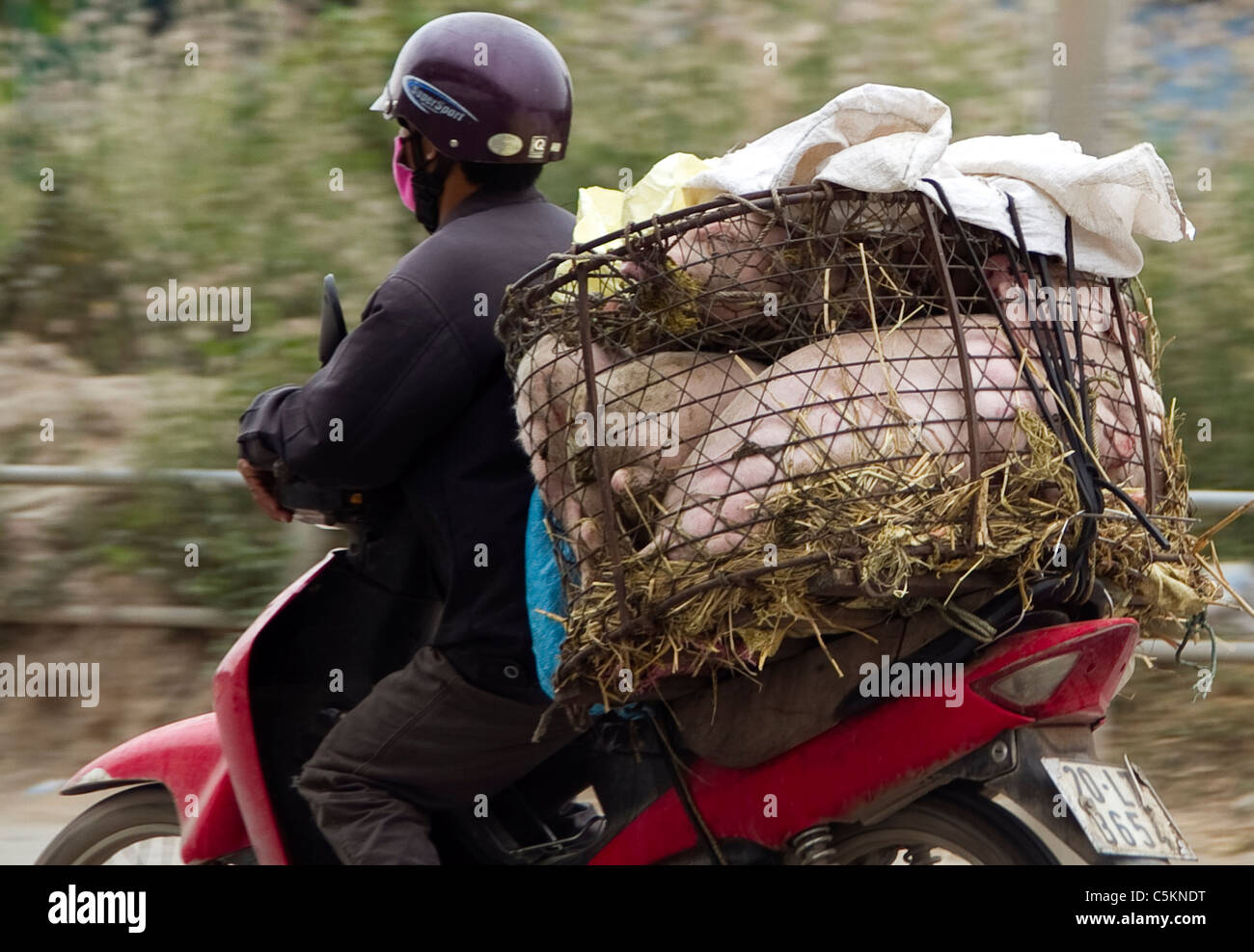 Motorbike carrying pigs , Hanoi, Vietnam Stock Photo