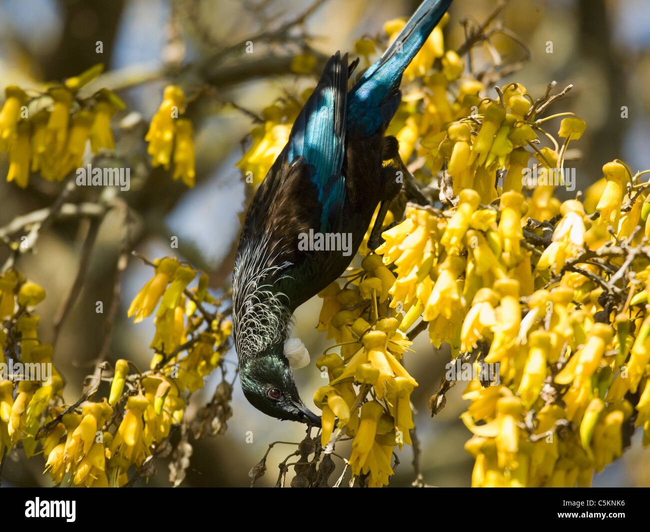 Male Tui bird feeding on nectar in a Kowhai tree, New Zealand Stock Photo