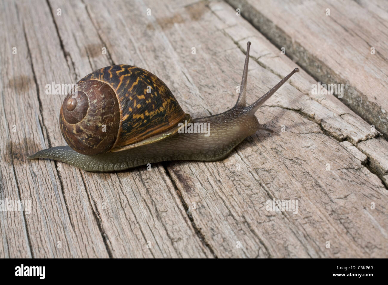mollusc, invertebrate, animal, animals, snail, snail's pace, slow progress, shell, spiral, trail, crossing, brown, move, Stock Photo