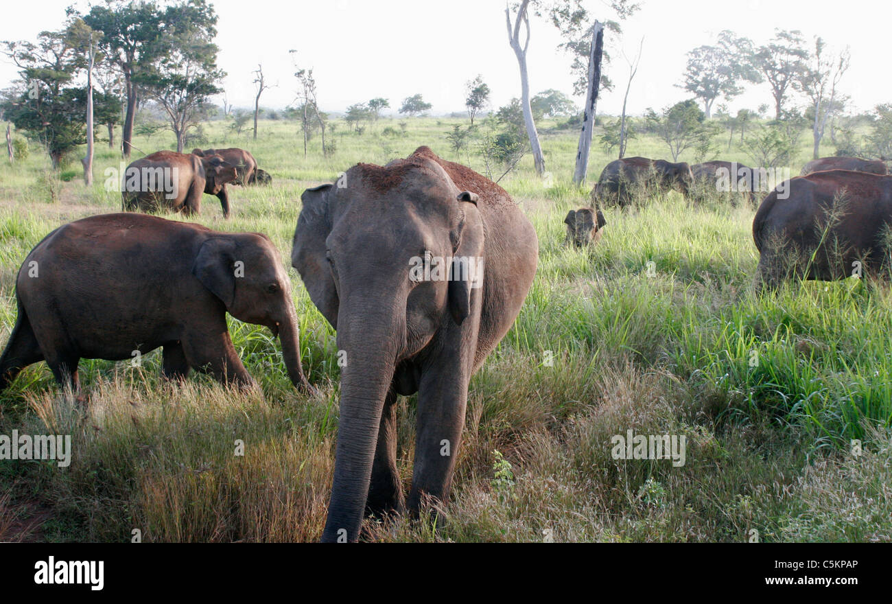 A herd of wild elephants in long grass, Sri Lanka Stock Photo