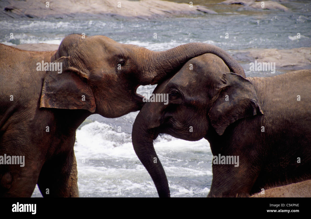 Two Sri Lankan elephants embracing, one with its trunk over the otherâ€™s head, Pinnewela Elephant Orphanage, Sri Lanka. Stock Photo