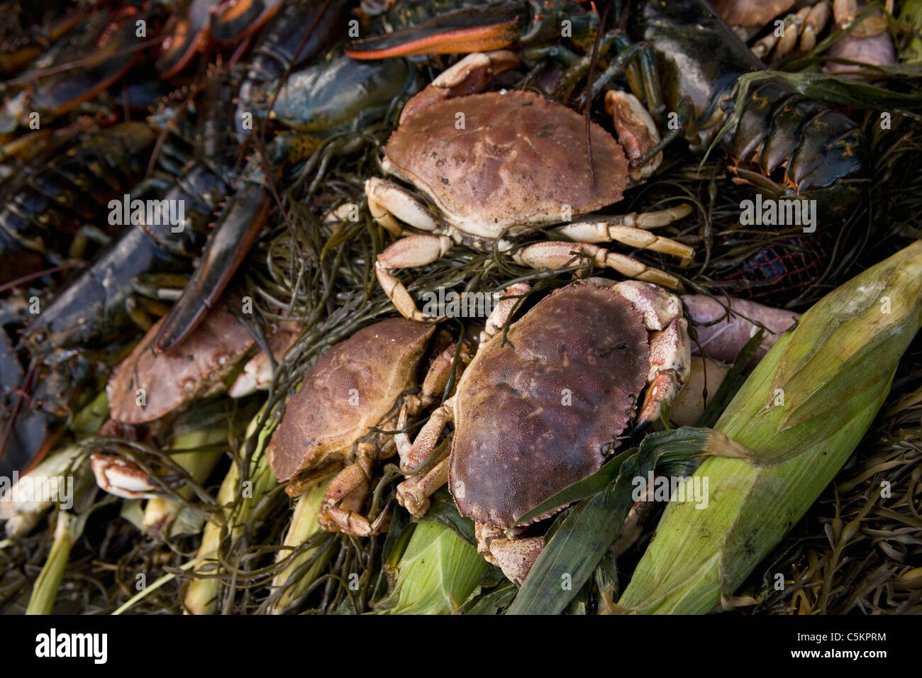 Maine Private lobster bake on beach at Mill Cove, near Bath, Maine