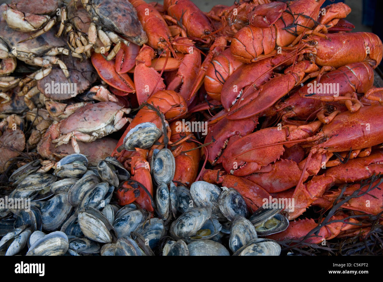 Maine Private lobster bake on beach at Mill Cove, near Bath, Maine
