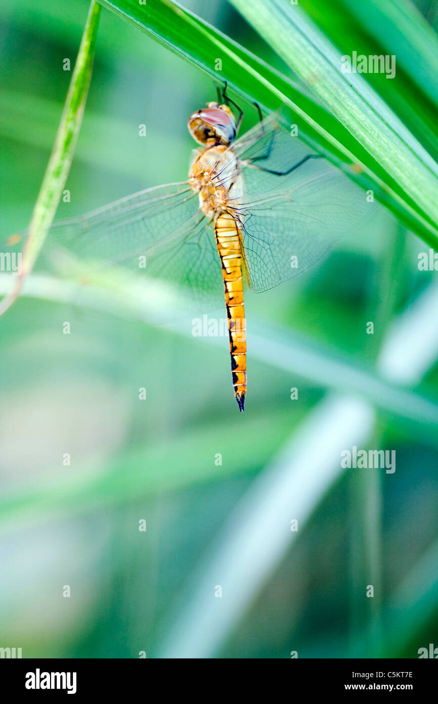 The dragonfly with beautiful colors Stock Photo