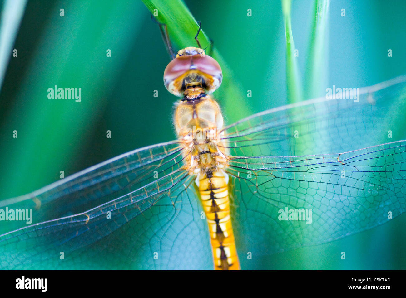 The dragonfly with beautiful colors Stock Photo