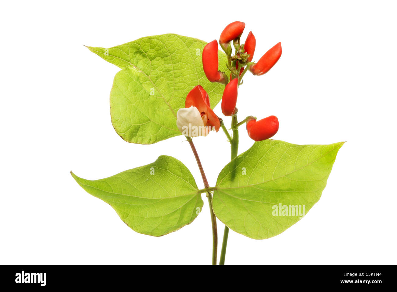 Runner bean flower and leaves isolated against white Stock Photo