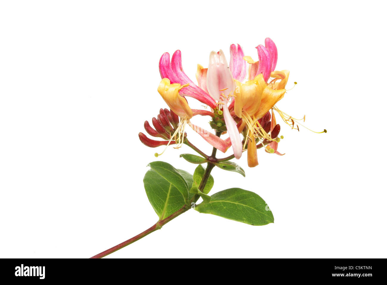 Honeysuckle flower and leaves isolated against white Stock Photo - Alamy
