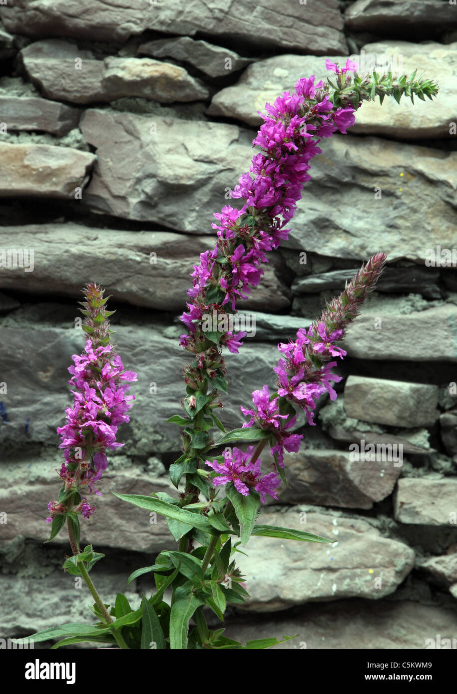 Purple Loosestrife native Irish wildflower Stock Photo