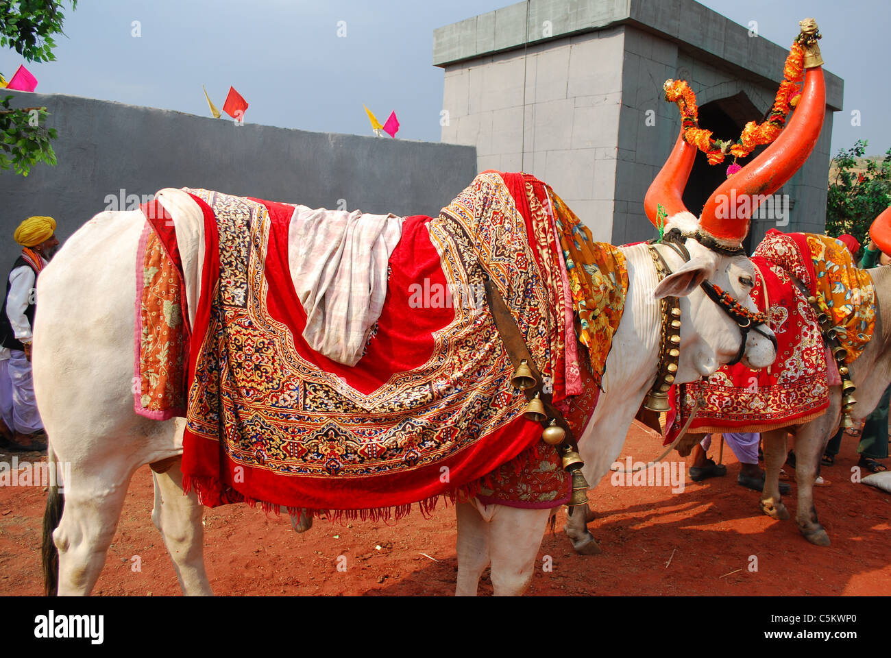 Bull animal hi-res stock photography and images - Alamy