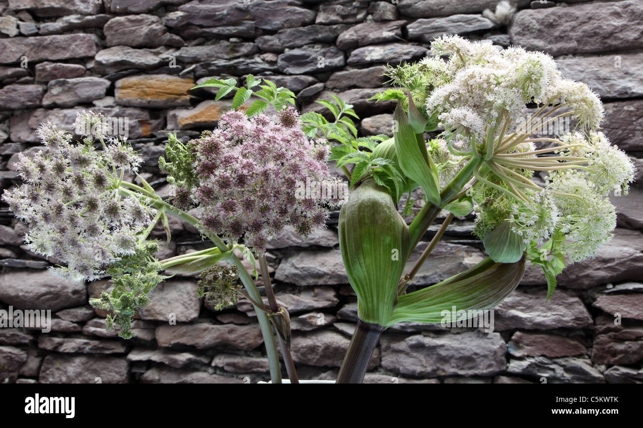 Co kerry ireland wildflower hemlock water hemlock socrates poisonous hi