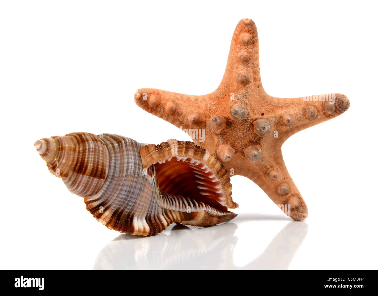 marine cockleshell isolated on white background Stock Photo - Alamy
