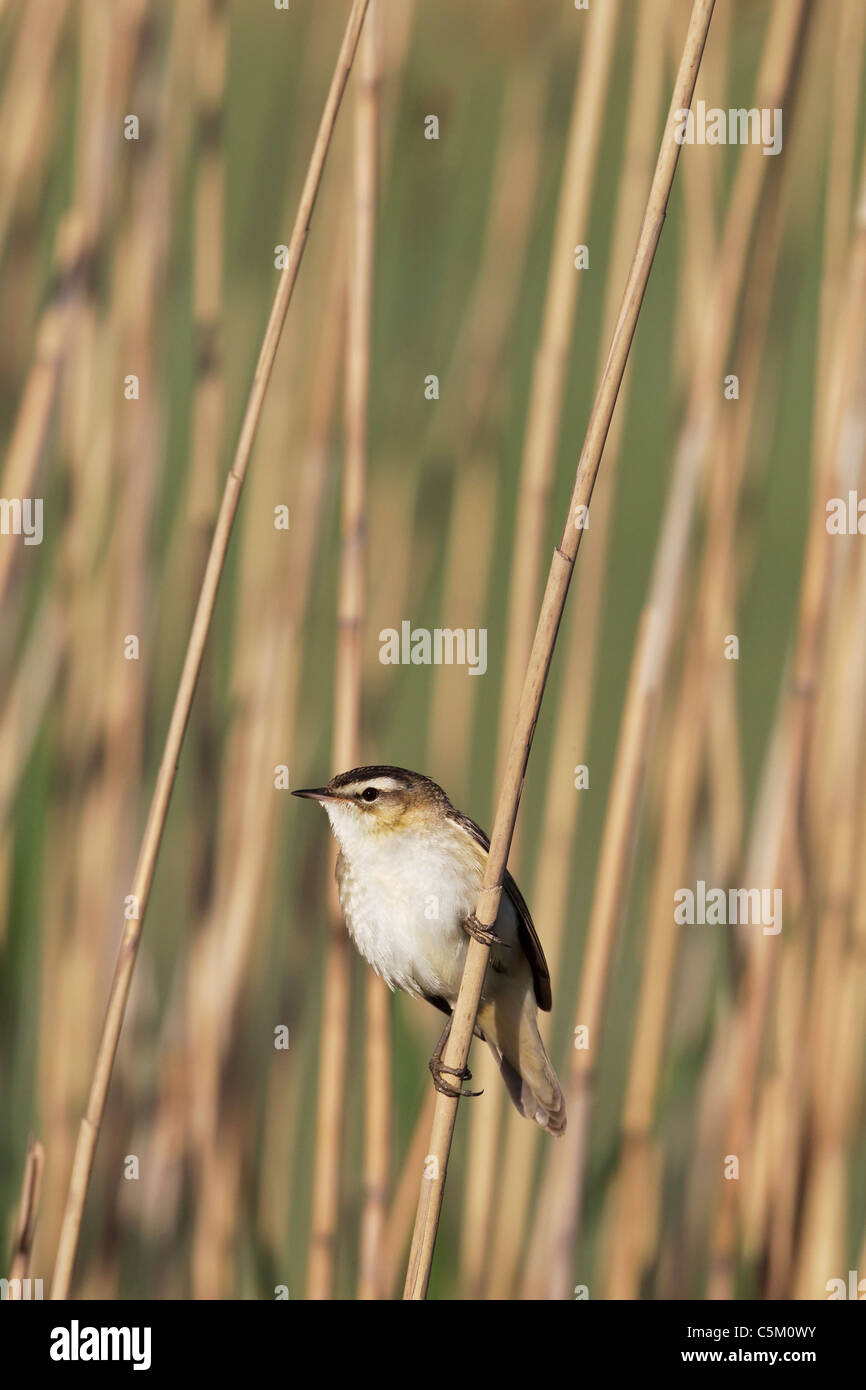 Reed bed bird species hires stock photography and images Alamy