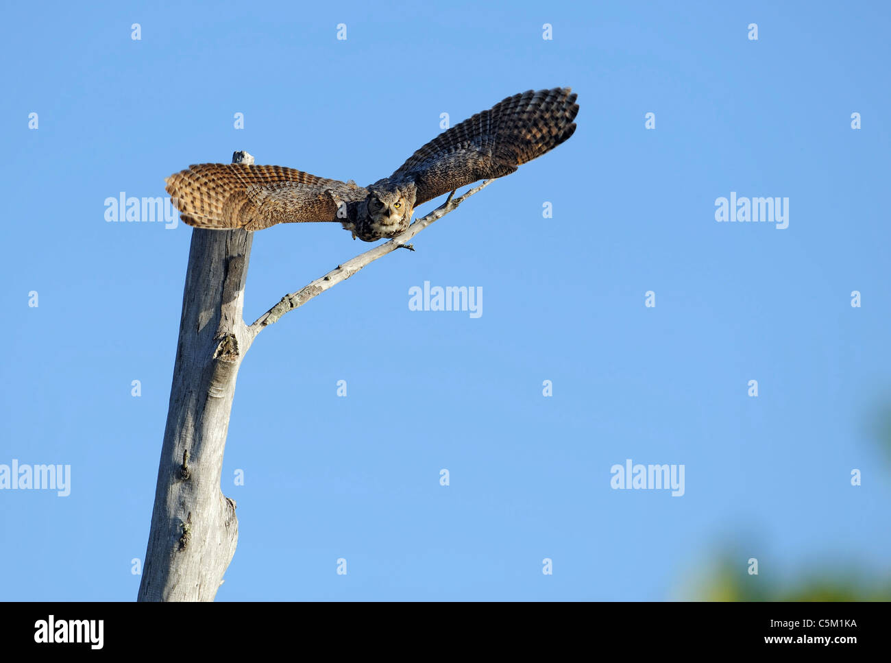 a great horned owl flying from a dead tree branch Stock Photo
