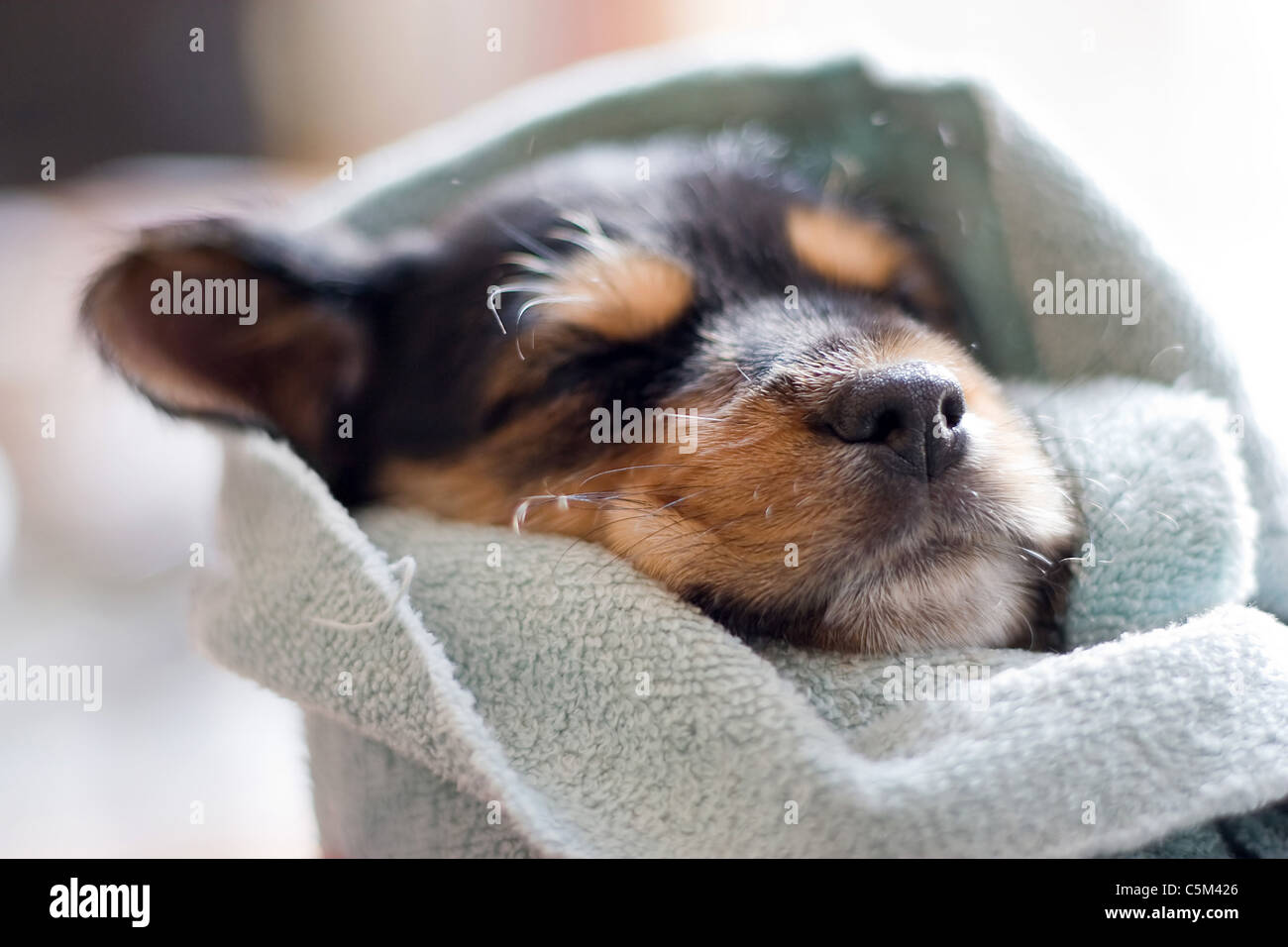 A an adorable puppy all wrapped up in a blanket. Stock Photo