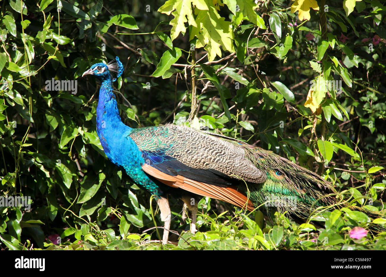 Wild peacock in forest in India Stock Photo