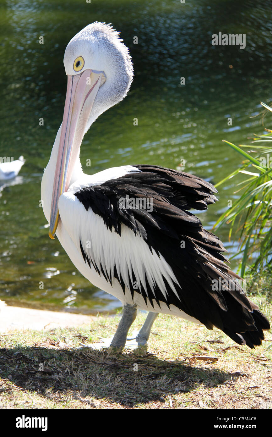 Great White Pelican Pelecanus onocrotalus, Australia Stock Photo