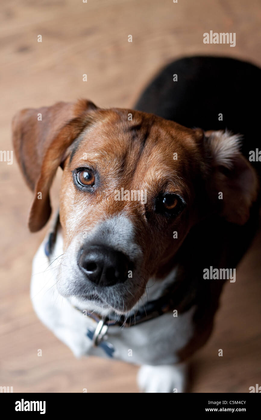 A cute beagle dog sitting on the wood floor indoors. Shallow depth of field. Stock Photo