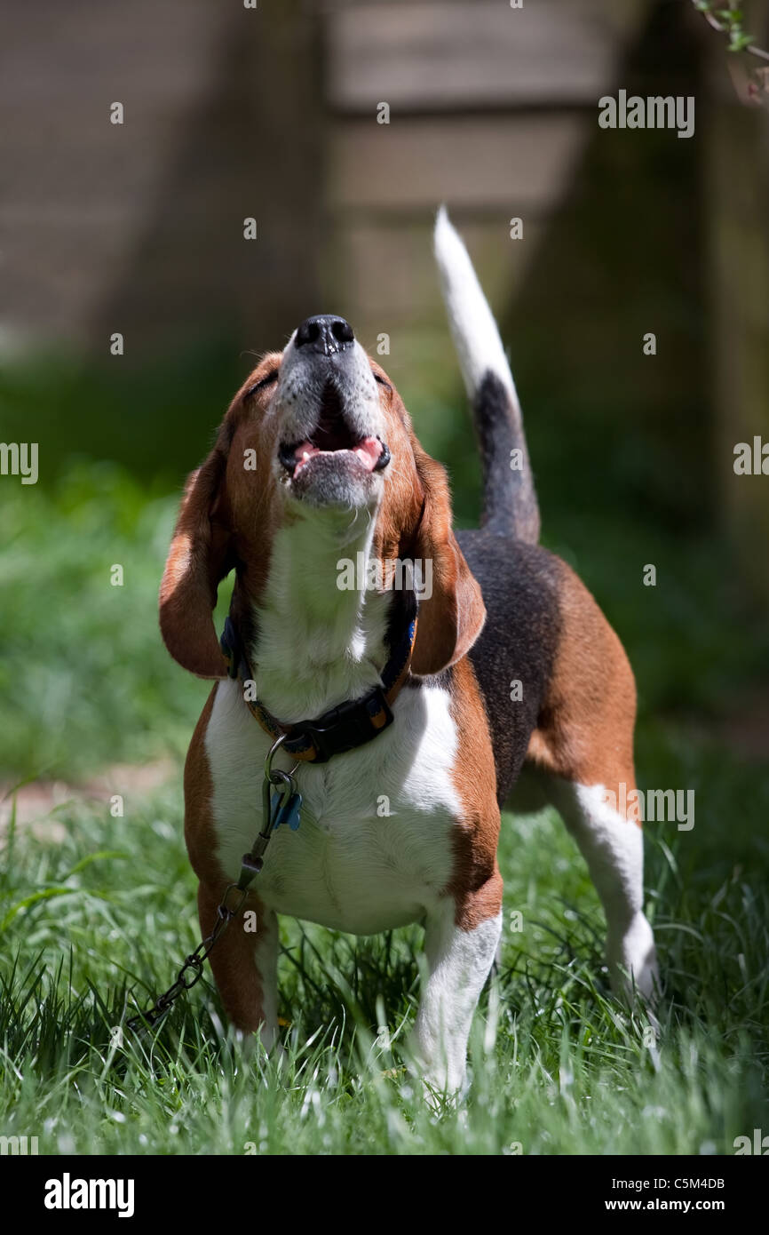 A beagle hound breed dog barking outdoors. Shallow depth of field. Stock Photo