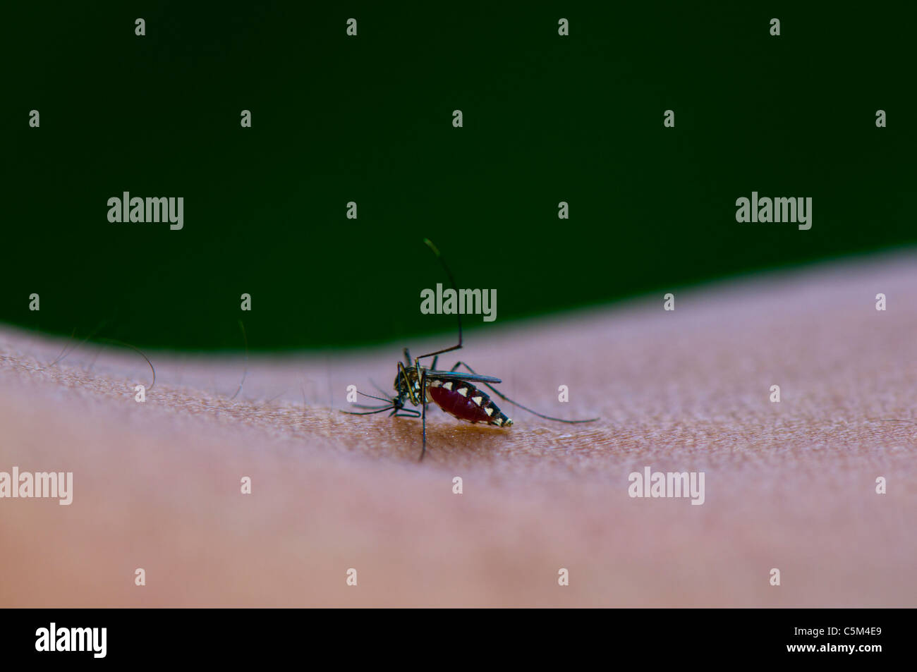 Asian tiger mosquito biting skin, feeding on human blood Stock Photo
