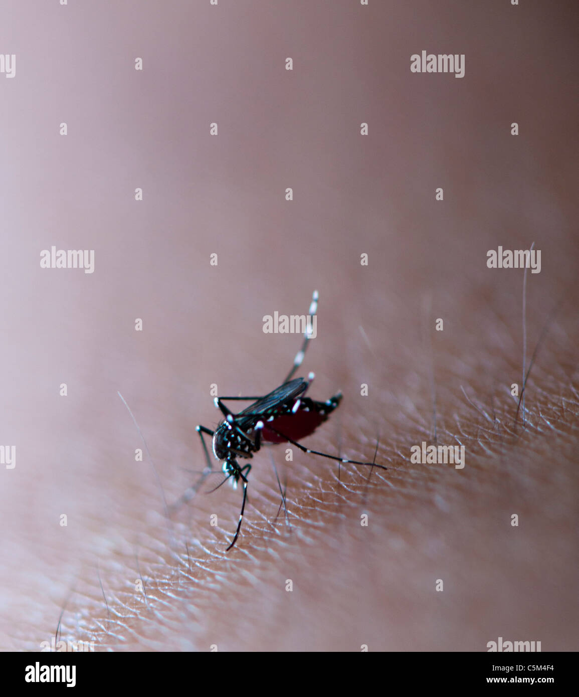 Asian tiger mosquito sucking blood from skin Stock Photo