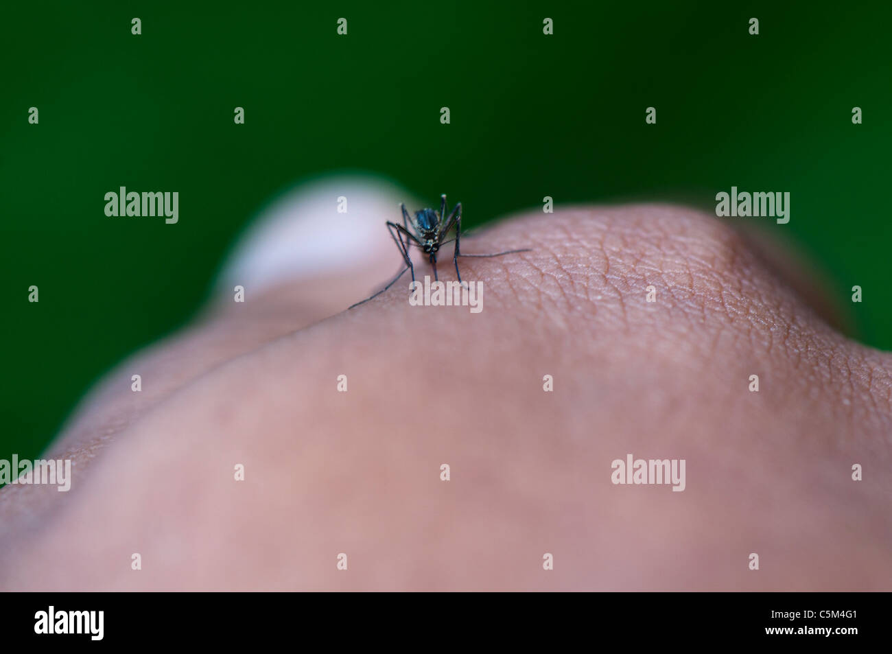 Mosquito biting on hand, feeding on human blood Stock Photo