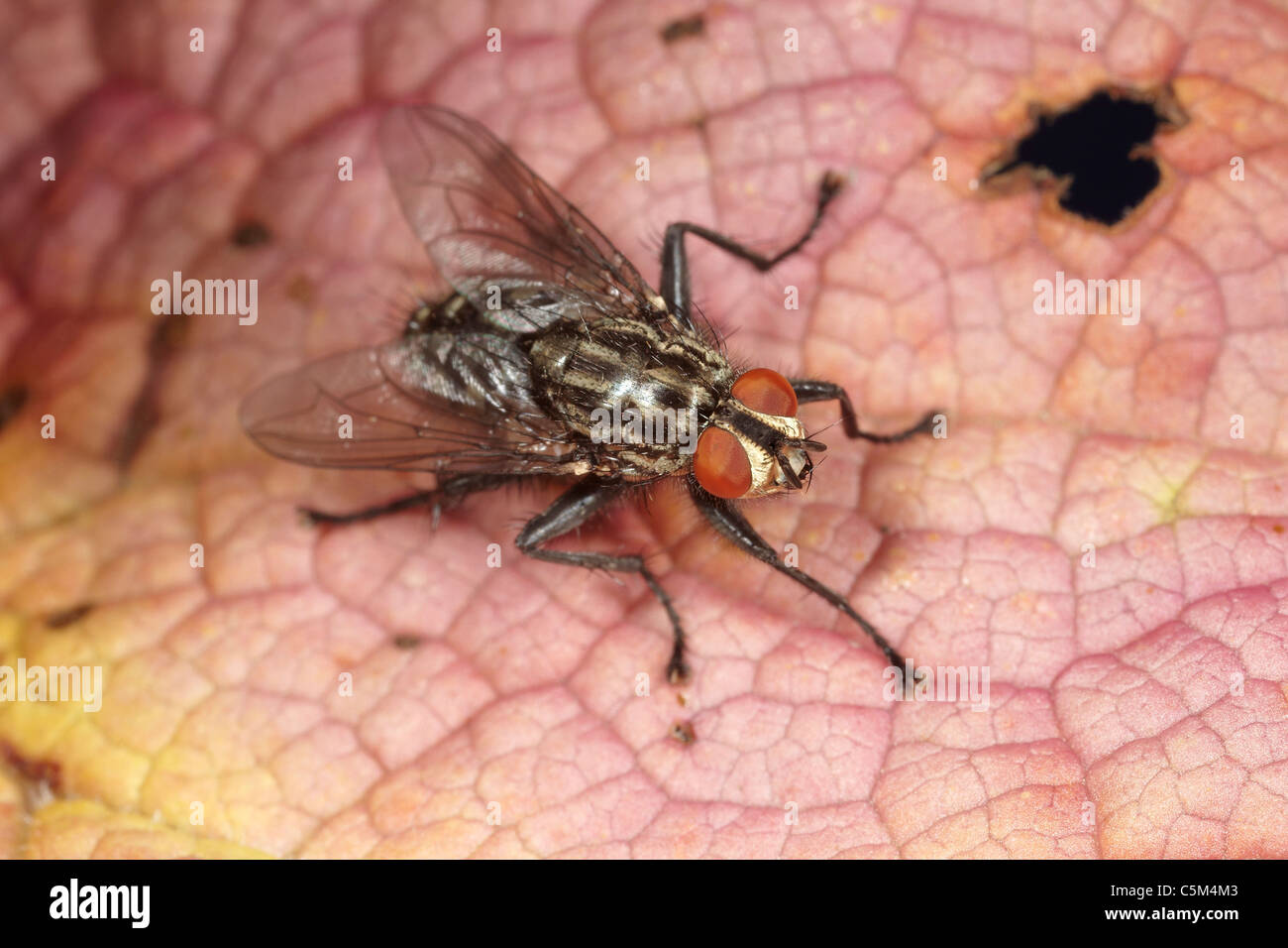 Flesh fly, Sarcophaga carnaria UK Stock Photo