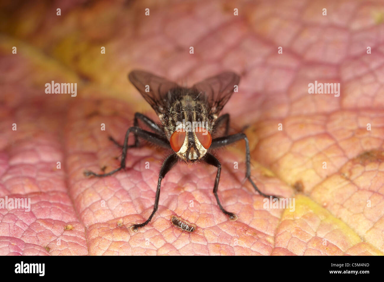 Flesh fly, Sarcophaga carnaria UK Stock Photo
