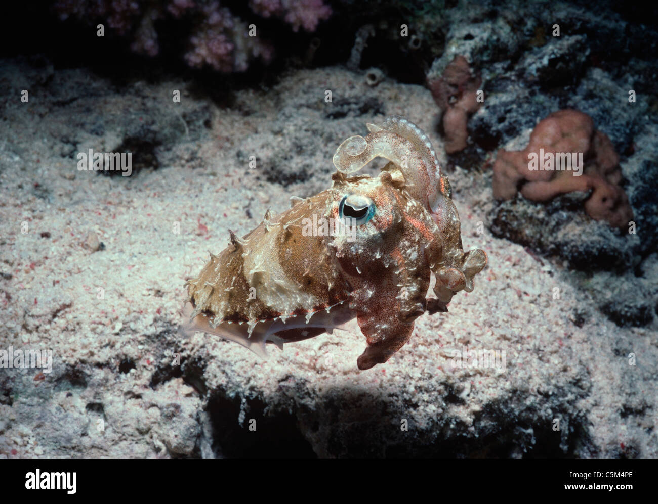 Close up of Cuttlefish (Sepia officinalis) at night. Egypt, Red Sea Stock Photo