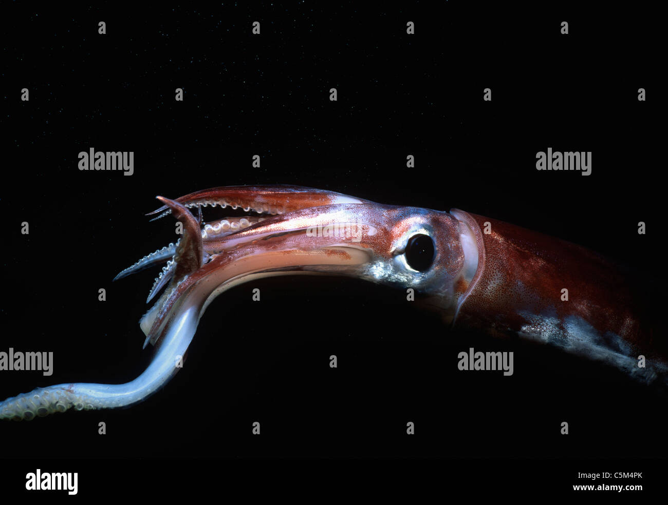 Short-fin Squid (Illex coindetti) swimming at night. Egypt, Red Sea Stock Photo