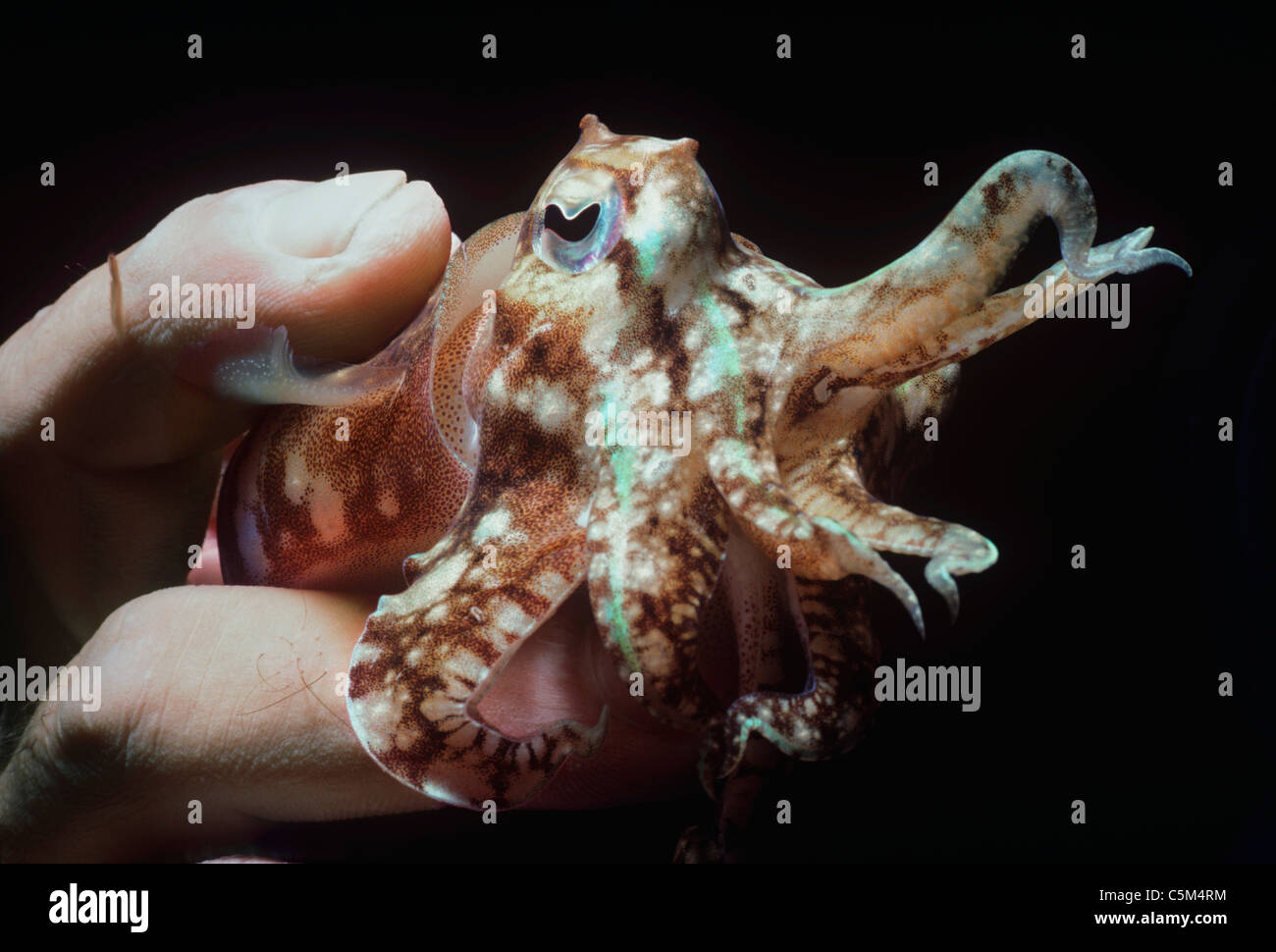 Cuttlefish (Sepia officinalis) held by a diver at night. Ustica Island, Italy - Mediterranean Sea Stock Photo