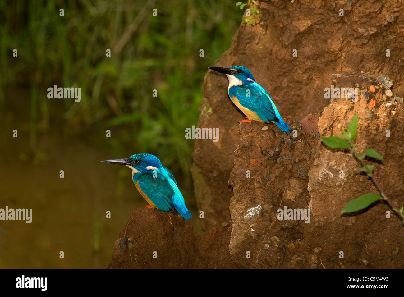 The Malachite Kingfishers, Alcedo cristata, Ethiopia Stock Photo