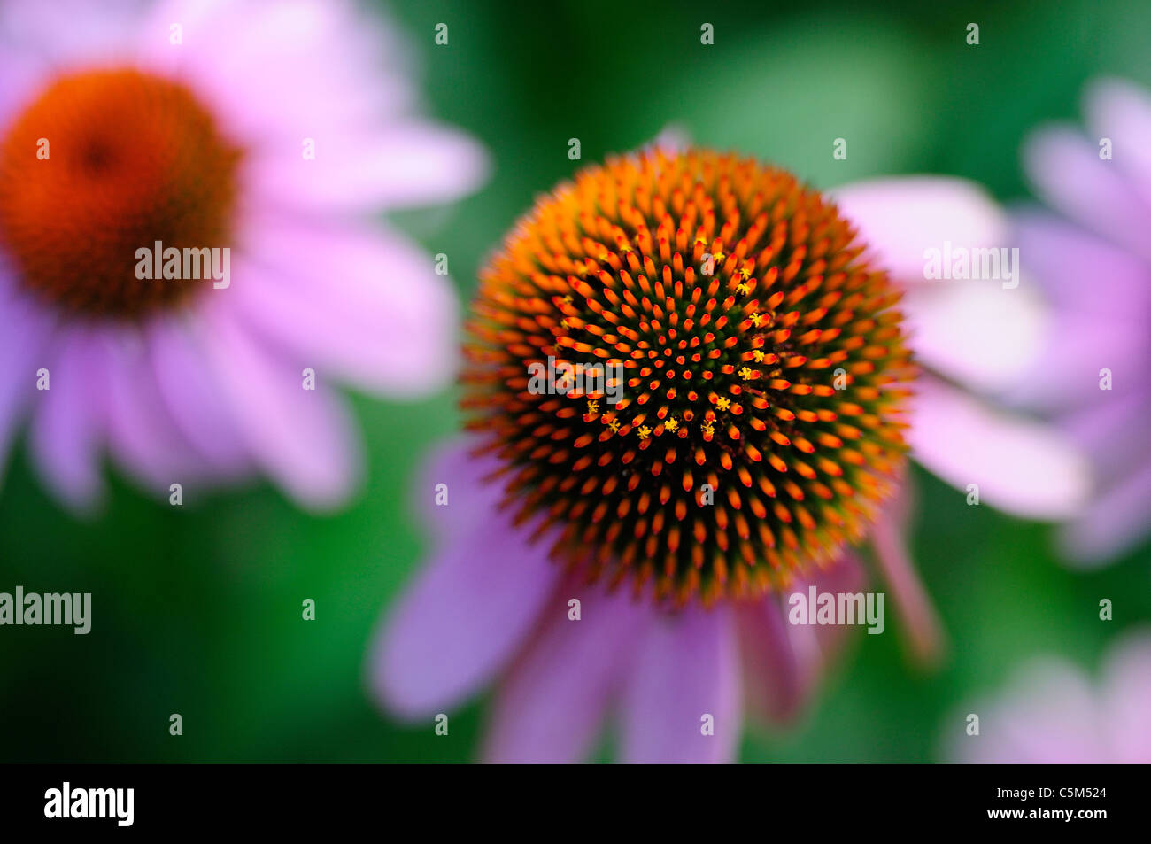 Purple Cone Flowers (Echinacea purpurea Stock Photo Alamy