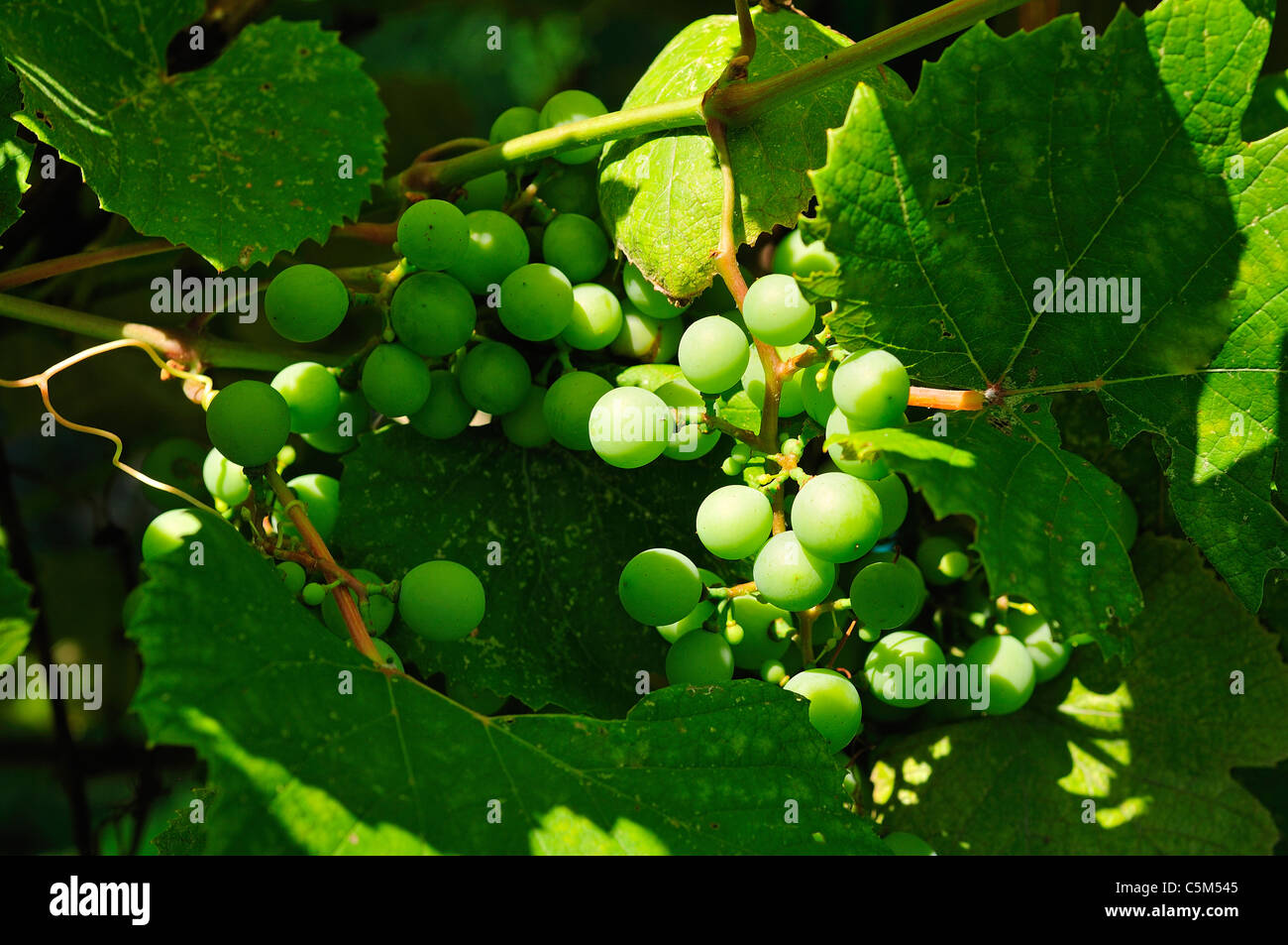 Concord grapes hires stock photography and images Alamy