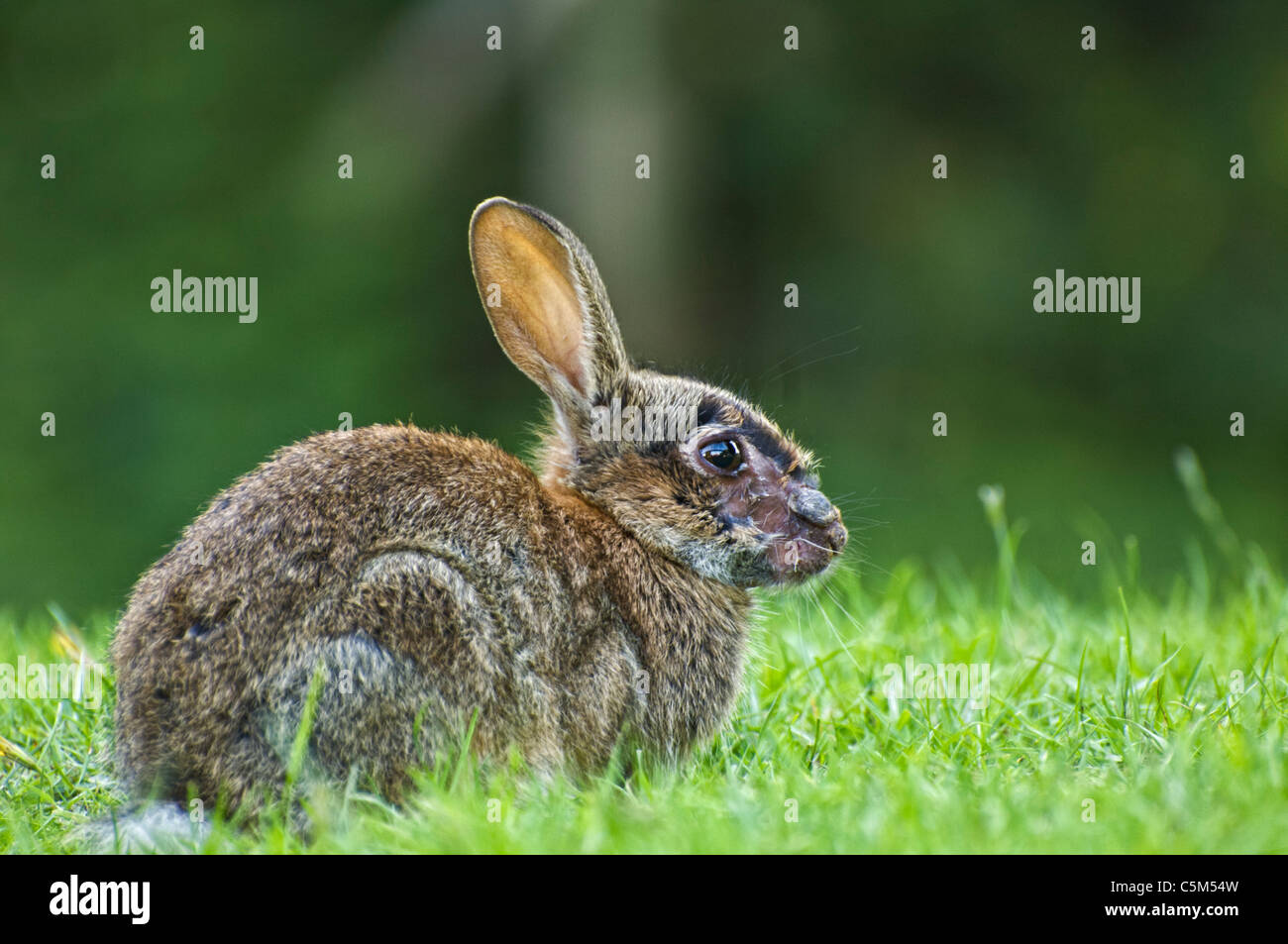 A Wild Rabbit showing symptoms of myxomatosis. Stock Photo