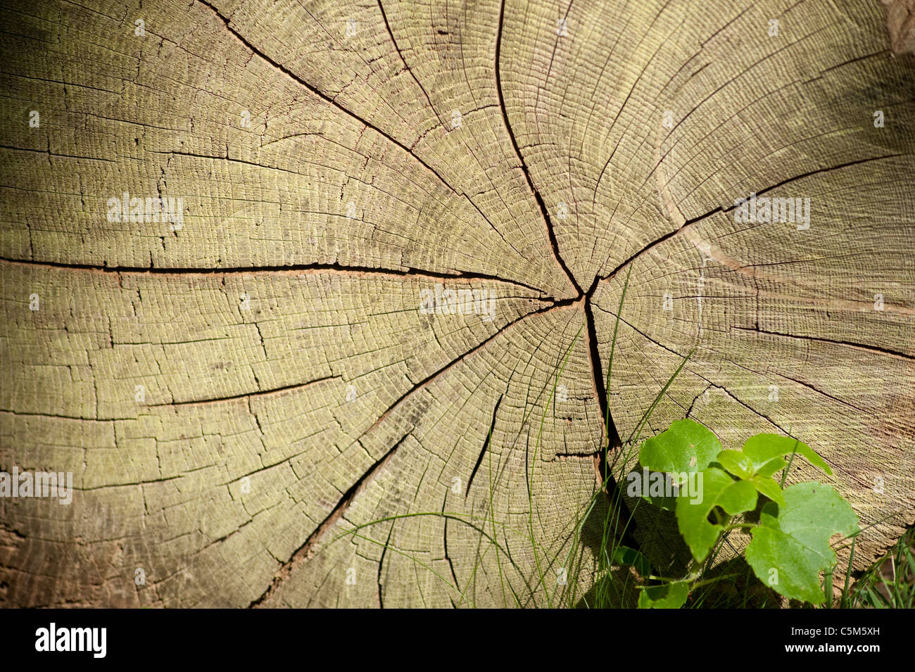 Sawn tree trunk with leaves Stock Photo Alamy