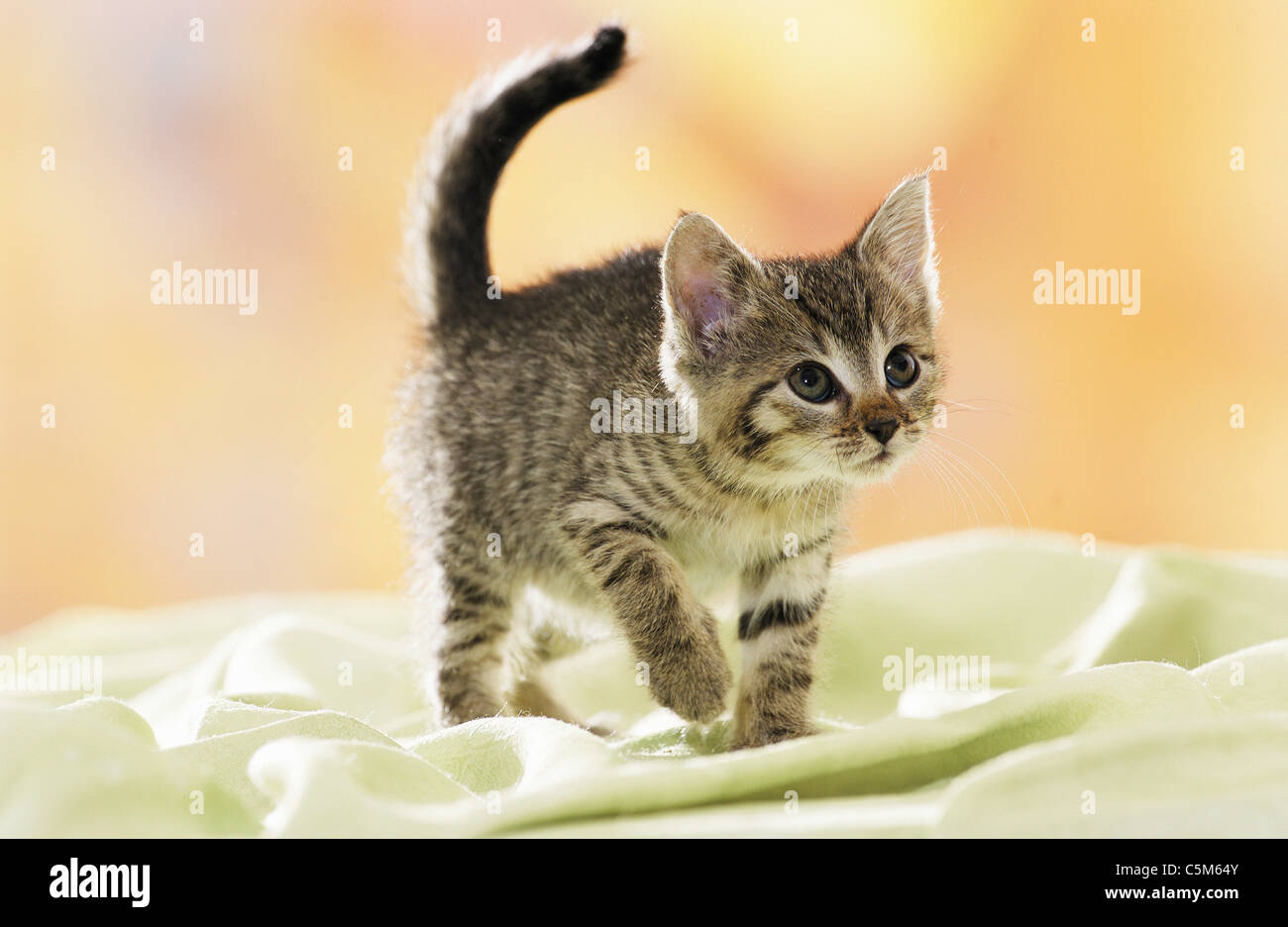 young domestic cat Stock Photo