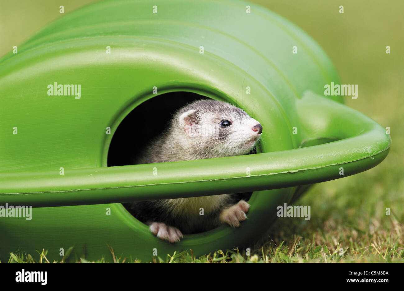 Domestic polecat looking out of watering can / Mustela putorius f.furo Stock Photo