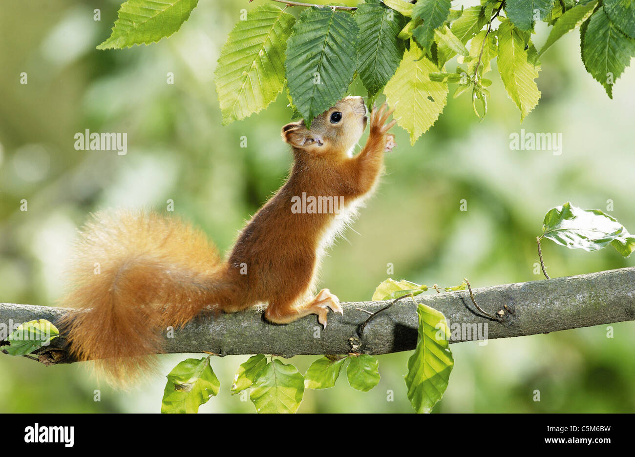European red squirrel cub in tree Stock Photo - Alamy