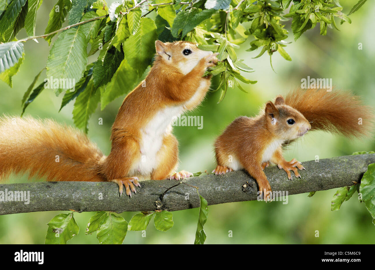 European red squirrel with cub on tree Stock Photo