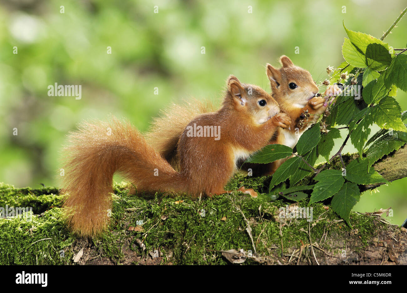2 European red squirrel cubs eating blackberries Stock Photo Alamy