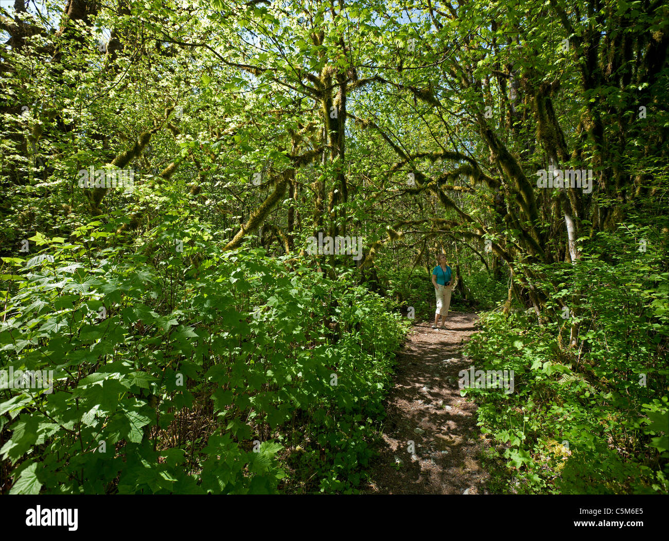 Virgin rain forest with path Stock Photo