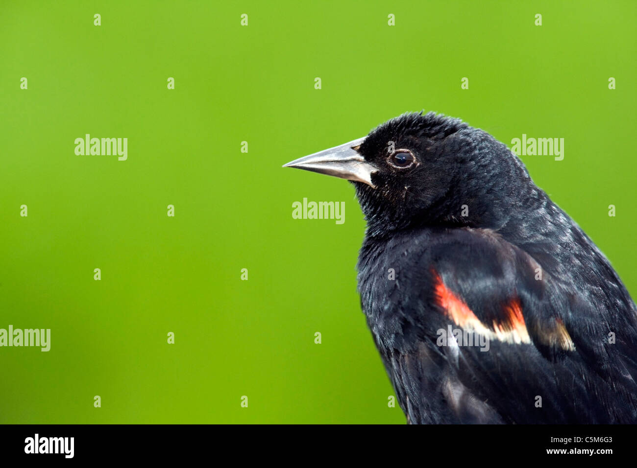 Close-up of Red-winged Blackbird - Green Cay Wetlands - Delray Beach, Florida, USA Stock Photo