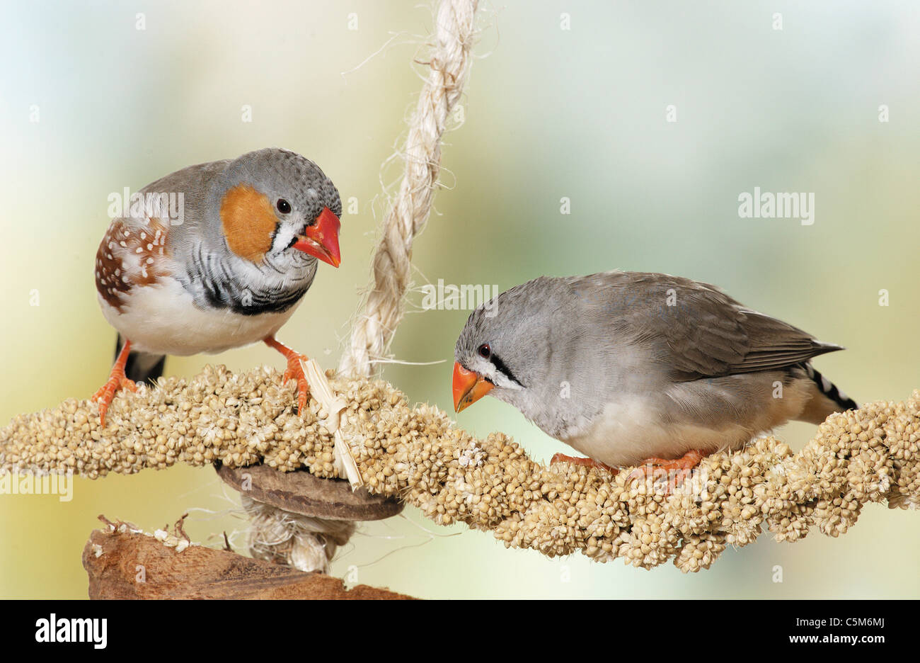 2 Zebra finches eating / Poephila guttata Stock Photo Alamy