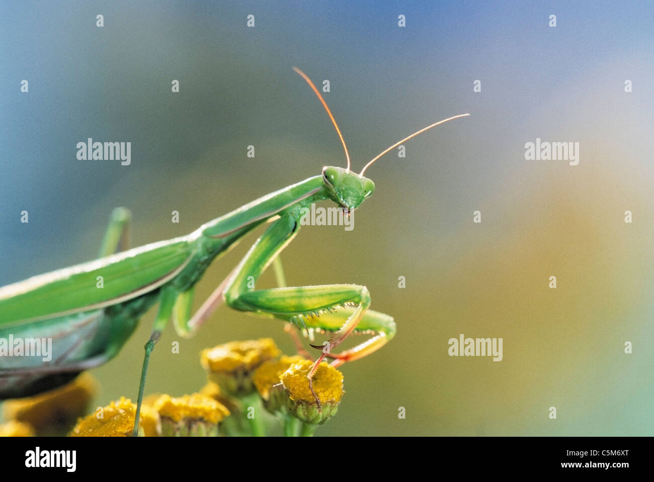 European preying mantis / Mantis religiosa Stock Photo